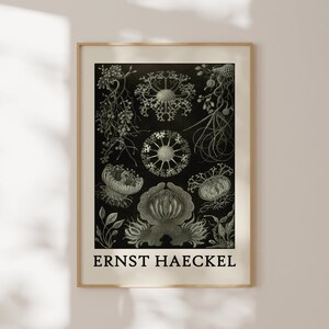 Haeckel Poster - Faszinierendes Meeresleben Poster als Haeckel Wandkunst - Meerestier Drucke für Ihr Zuhause oder als Geschenk