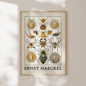 Haeckel Poster - Faszinierendes Meeresleben Poster als Haeckel Wandkunst - Meerestier Drucke für Ihr Zuhause oder als Geschenk