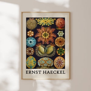 Haeckel Poster - Faszinierendes Meeresleben Poster als Haeckel Wandkunst - Meerestier Drucke für Ihr Zuhause oder als Geschenk