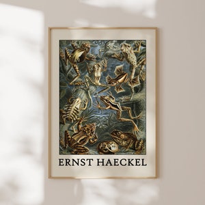 Haeckel Poster - Faszinierendes Meeresleben Poster als Haeckel Wandkunst - Meerestier Drucke für Ihr Zuhause oder als Geschenk