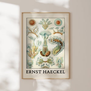 Haeckel Poster - Faszinierendes Meeresleben Poster als Haeckel Wandkunst - Meerestier Drucke für Ihr Zuhause oder als Geschenk