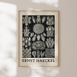 Haeckel Poster - Faszinierendes Meeresleben Poster als Haeckel Wandkunst - Meerestier Drucke für Ihr Zuhause oder als Geschenk