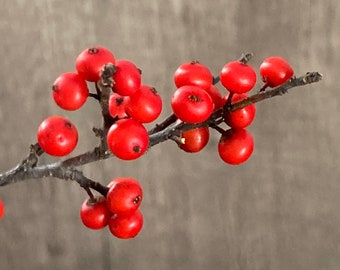 Sold Out for the Season- See You Next Year Fresh Cut Real Winter Berries  (Ilex) Next Year: Improved Shipping Times, Water Tubes for All