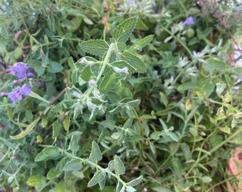 Fresh Dried Catnip, nepeta cataria, Leaves and Flowers, Hand Picked and Processed