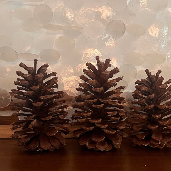 6"-8" Jumbo Pine Cone, Large Pine Cone, Jumbo Pinecone, Large Pinecone, Huge Pine Cone, Huge Pinecone, Pine Cone Craft, Pinecone Decoration