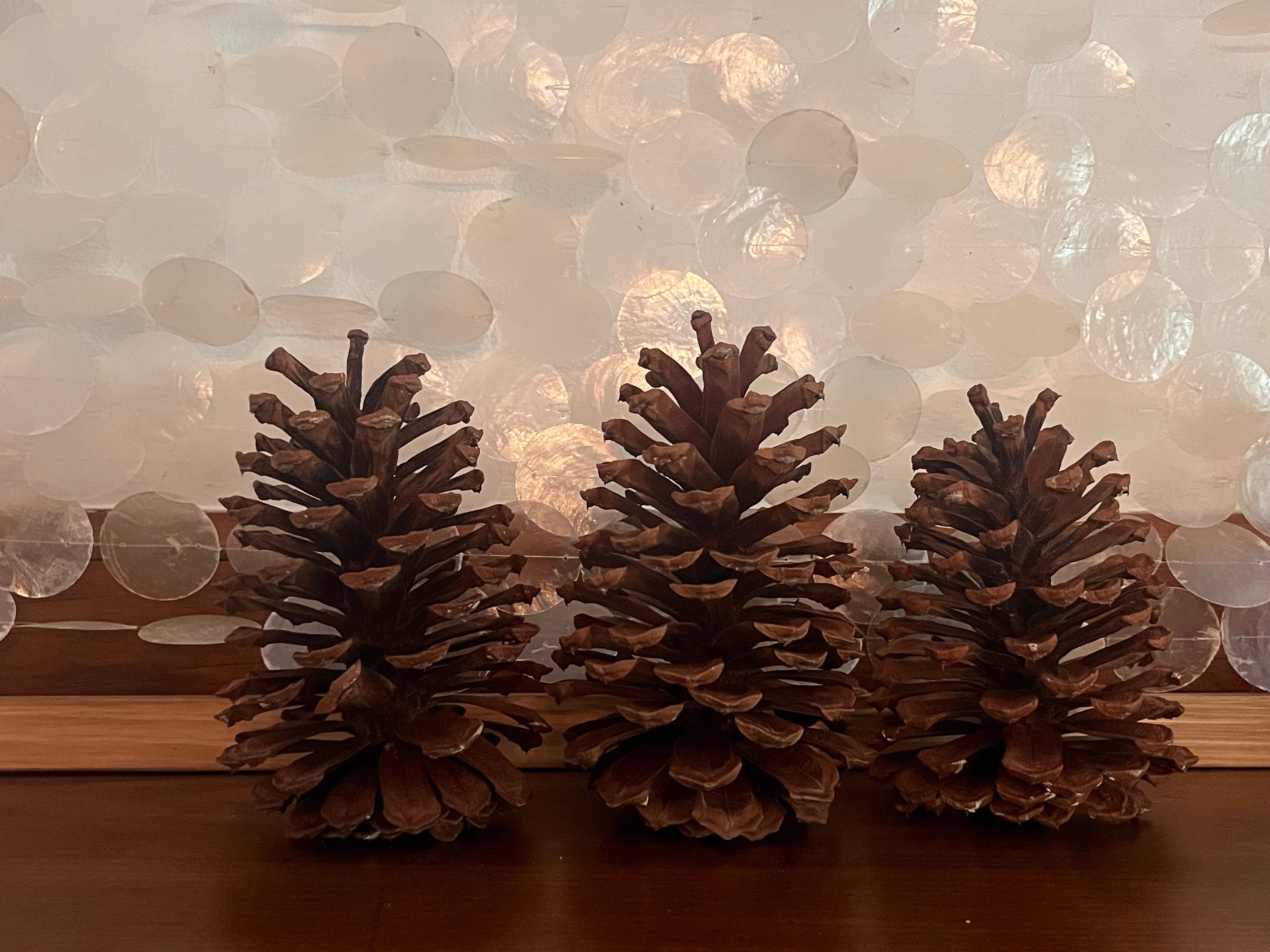 6"-8" Jumbo Pine Cone, Large Pine Cone, Jumbo Pinecone, Large Pinecone, Huge Pine Cone, Huge Pinecone, Pine Cone Craft, Pinecone Decoration
