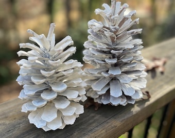 6"-8" white decorative jumbo pine cone