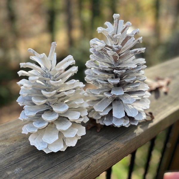 6"-8" white decorative jumbo pine cone