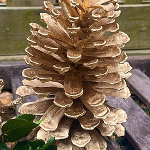 Może przedstawiać: Złoty, malowany szyszka sosny z detaliczną, fakturowaną powierzchnią. Szyszka leży na drewnianej powierzchni.