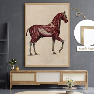Spieren en zenuwstelsel van paarden, anatomische kunst van het paard, spierstelsel van paarden, wanddecoratie veterinair