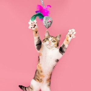 Games for cats