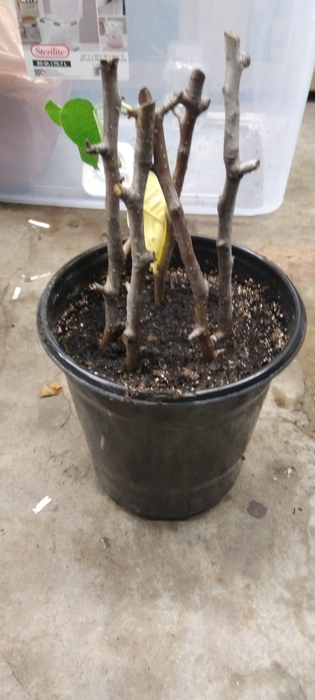 Fruiting Pear Tree Cuttings - Etsy