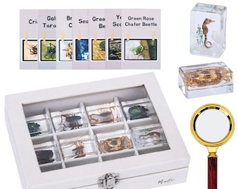 Insect Discovery Collection: Set of 12 Real Insects in Resin Bugs in Resin, Educational Entomology Kit for Kids with Information Cards