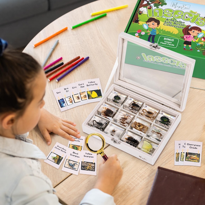 Insect Discovery Collection: Set of 12 Real Insects in Resin Bugs in ...