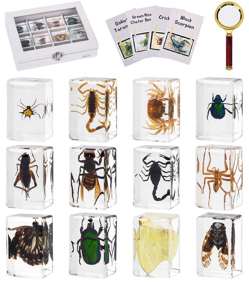Insect Discovery Collection: Set of 12 Real Insects in Resin Bugs in ...