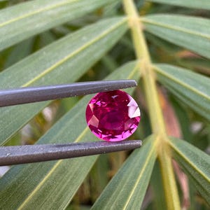 May include: A vibrant pink gemstone, likely a ruby, is held in tweezers against a backdrop of green foliage.