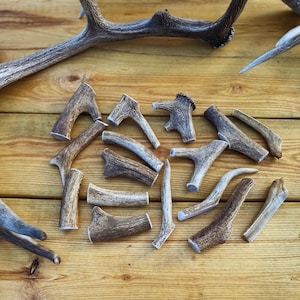 Deer antlers - dog treats