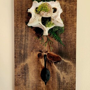 May include: A rustic wall-mounted coat rack made from a stained wooden plank. It features a decorative bone, moss, and fern arrangement at the top, with a black metal hook below. The wood has visible grain and knots.