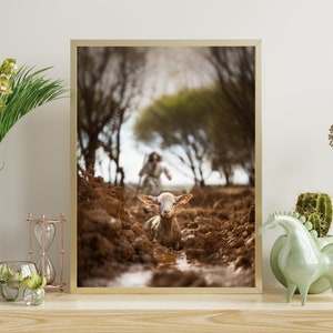 May include: A white lamb stands in a muddy puddle, looking directly at the camera. The lamb is in a field with trees and a person walking in the background.