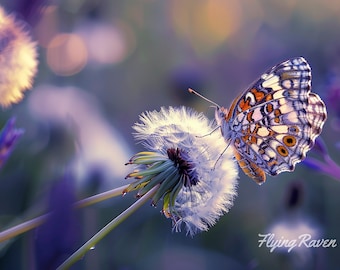 Butterfly, flowers, HD,Large Print Jpg A4 A3 Home Stock Photos Royalty Free, Digital print, Digital Download