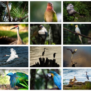 Inspirerende vogels briefpapierkaarten en enveloppen - 4x6 wenskaarten, natuurassortiment voor alle gelegenheden, set van 20 geassorteerde vogelvariëteit