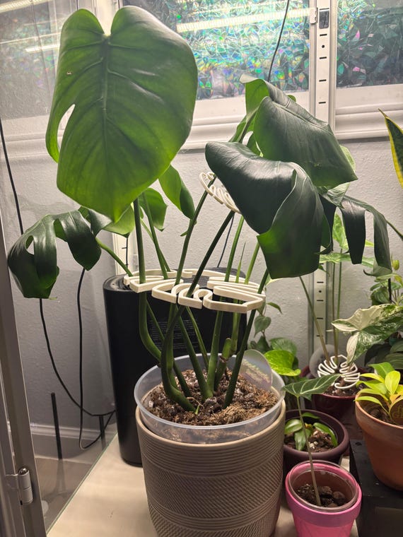 philodendron sodiroi care Philodendron sodiroi aff – Carnivero main image 0
