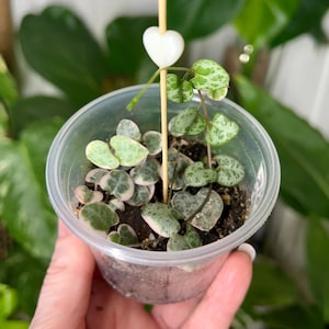 May include: A Ceropegia woodii plant with variegated heart-shaped leaves in a clear plastic pot. A thin wooden stake with a small white heart-shaped topper is inserted into the soil to support the trailing stems of the succulent plant.