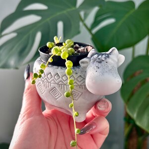 May include: A white ceramic planter shaped like a cow with a speckled grey head and geometric patterns on the body. The planter holds a small black plastic pot containing a trailing string of pearls plant with round, light green succulent beads.