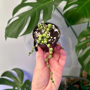 May include: A small black plastic nursery pot containing a variegated string of pearls plant with spherical green and white leaves. The plant has long, trailing stems with small, bead-like foliage growing from dark soil mixed with white perlite.
