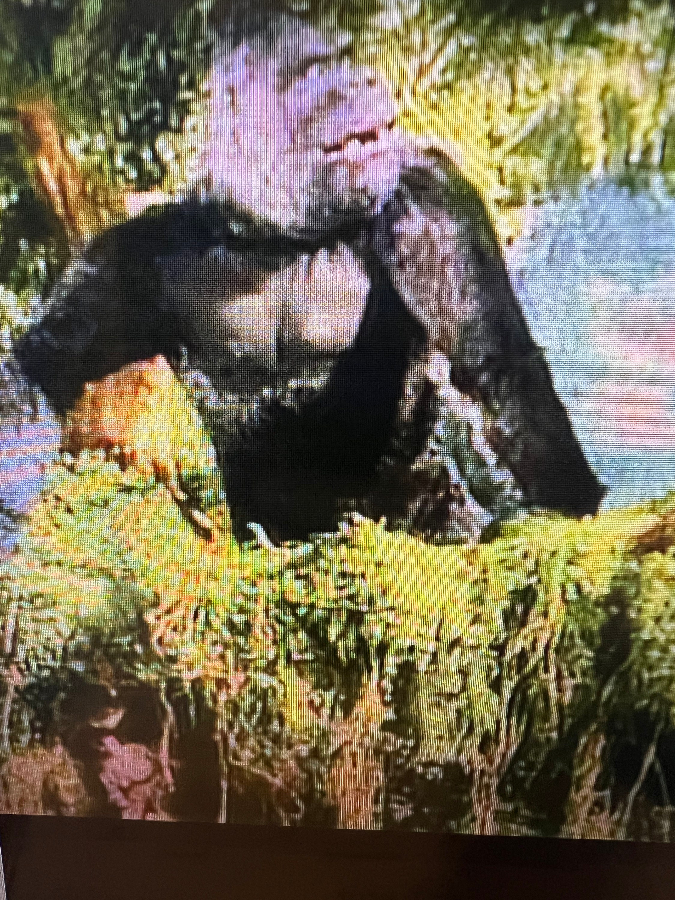 King Kong in Color! on Dvd - Etsy