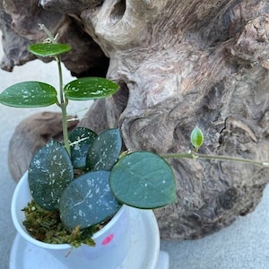 Hoya Mathilde