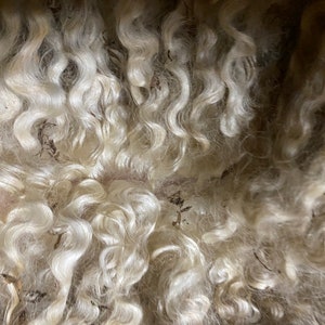 Amber's First Fleece a Rare Leicester Longwool  3 oz. Raw unwashed soft curly locks