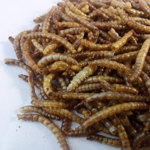 Dried Mealworms: High Protein Chicken & Small Animal Treat