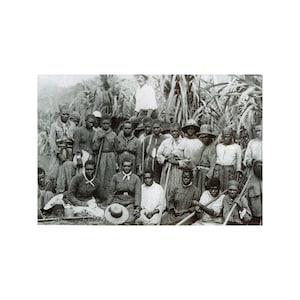 African American 8 x 10 Photo Vintage A Famous Photo Pre Civil War Field Workers