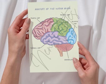 Brain Anatomy, Brain Anatomy Art, Brain Anatomy Poster Labelled/Unlabelled