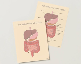 Digestive System Poster, Digestive System Diagram, Anatomy Art Labeled/Unlabeled