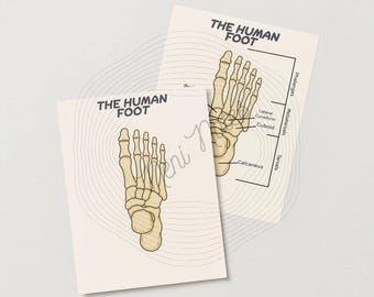 Foot Anatomy Diagram, Labeled/Unlabeled Anatomy Flashcard, Bone Anatomy Digital Download