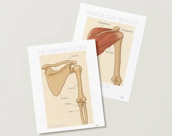 Shoulder Anatomy Bundle, Medical Anatomy, Rotator Cuff Diagram