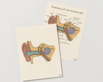 Ear Anatomy, Ear Anatomy Poster, Ear Diagram Labeled/Unlabeled Digital Download
