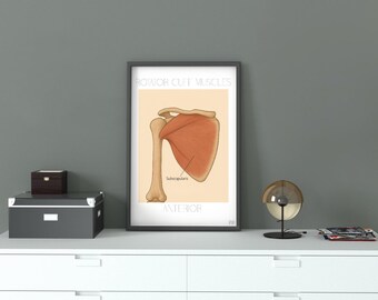 Shoulder Anatomy Bundle, Medical Anatomy, Rotator Cuff Diagram