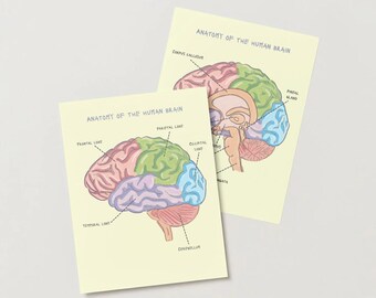Brain Anatomy, Brain Anatomy Art, Brain Anatomy Poster Labelled/Unlabelled