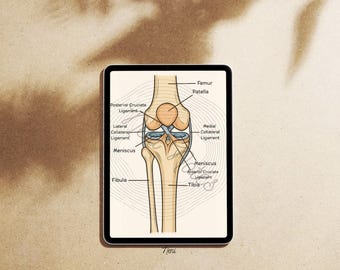 Knee Anatomy, Knee Anatomy Diagram, Knee Joint Anatomy Digital Download
