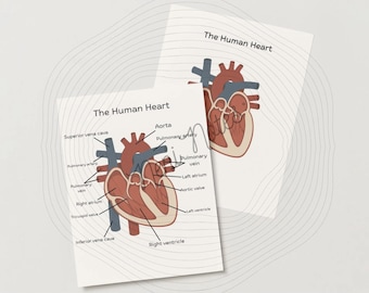 Heart Anatomy, Human Heart Anatomy, Heart Anatomy Diagram/Poster, Digital Download