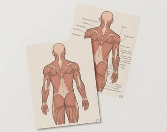Back Anatomy, Anatomy Learning Labeled/Unlabeled Muscles And Bone Anatomy, Digital Download