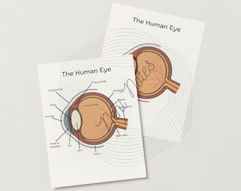 Eye Anatomy, Parts of the Eye, Eye Diagram,  Eye Anatomy Poster Digital Download
