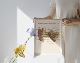 Ear Anatomy, Ear Anatomy Poster, Ear Diagram Labeled/Unlabeled Digital Download