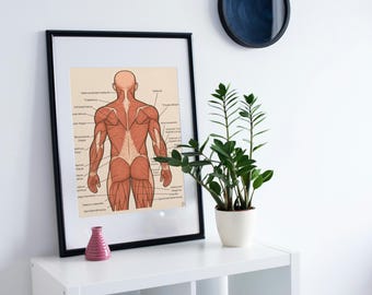 Back Anatomy, Anatomy Learning Labeled/Unlabeled Muscles And Bone Anatomy, Digital Download