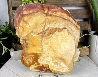 Rainbow Petrified Wood Slab with Original Bark Texture