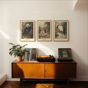 Oriental Impressions Wall Art - Collezione Le Bestie dell'Est / Set di 3 / Stile antico vintage / Tigri / Panda / Gru / Animali