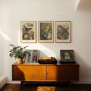 Federn & Blüten Kunstdrucke. Die Vögel der Garten Voliere Kollektion | Vintage-Stil | 3er-Set | Wohnkultur | Vintage antiker Stil